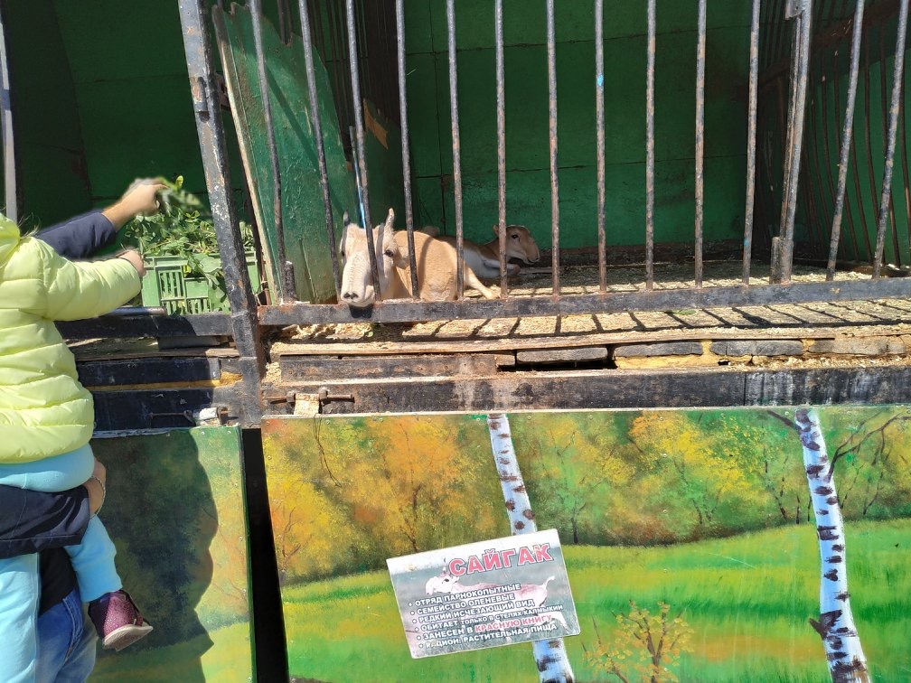 В «тюрьме для животных» в Астрахани умирают краснокнижные сайгаки