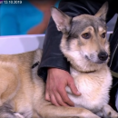 Астраханская собака, которая любит быструю езду, попала на Первый канал