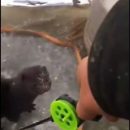 Норка таскает улов у рыбака в Астрахани