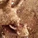 Волчица загрызла стадо овец в Астраханской области