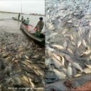 Астраханская полиция заинтересовалась видео вылова огромного количества рыбы